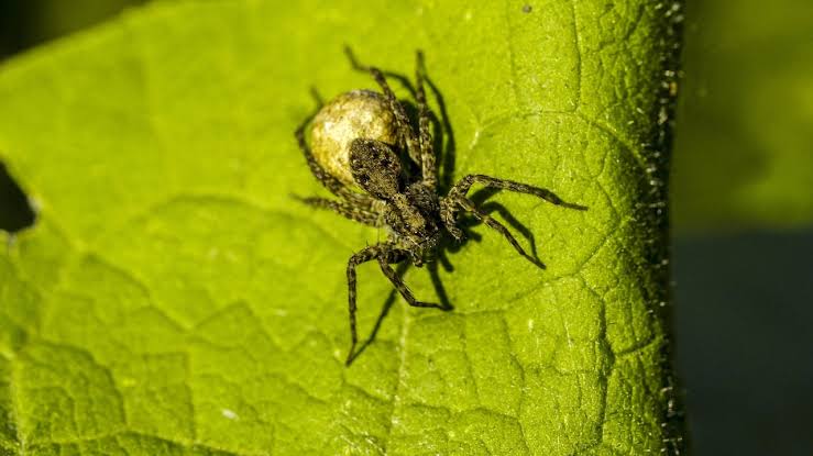 Bedeutung Spinne im Traum