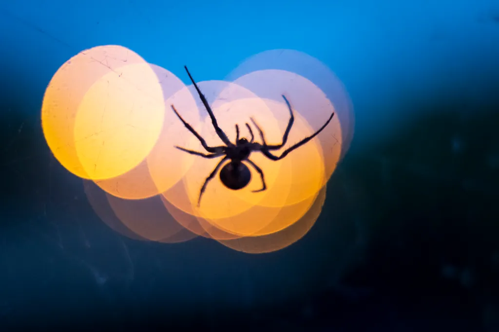 Traumdeutung große Spinne