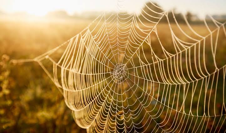 Traumdeutung große Spinne