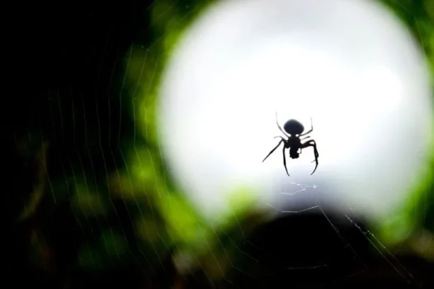 Traumdeutung große Spinne