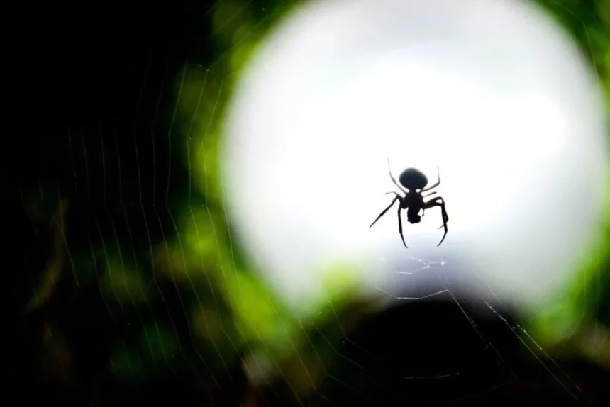 Traumdeutung große Spinne